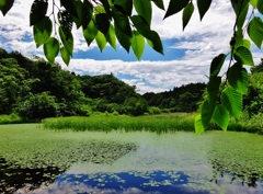 第四千十七作　「夏草　刈り進んで　ため池の空」　福島県大熊