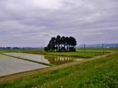 第千八百十六作　　「雨宿る　ほどよひお宮が」　富山県八尾