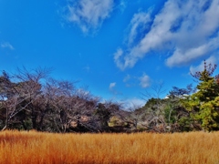 第三千八百七十四作　「ささめごと　聞こえた気がして　風の枯野で」　茨城県守谷