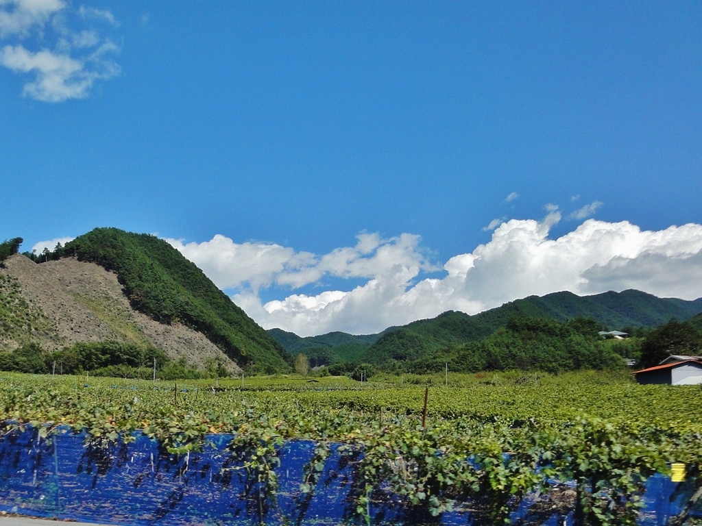 第千百七十四作　　「ひやおろしの　酒が開ひて　葡萄棚」　山梨県勝沼　