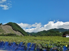 第千百七十四作　　「ひやおろしの　酒が開ひて　葡萄棚」　山梨県勝沼　