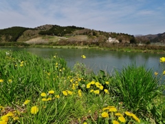 第六百五十六作　　「土手のタンポポ　次から次へと　花吹いた」　宮城県登米