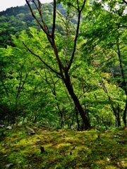 第三千二百十七作　「山のみどりを吸ふ」　静岡県佐久間