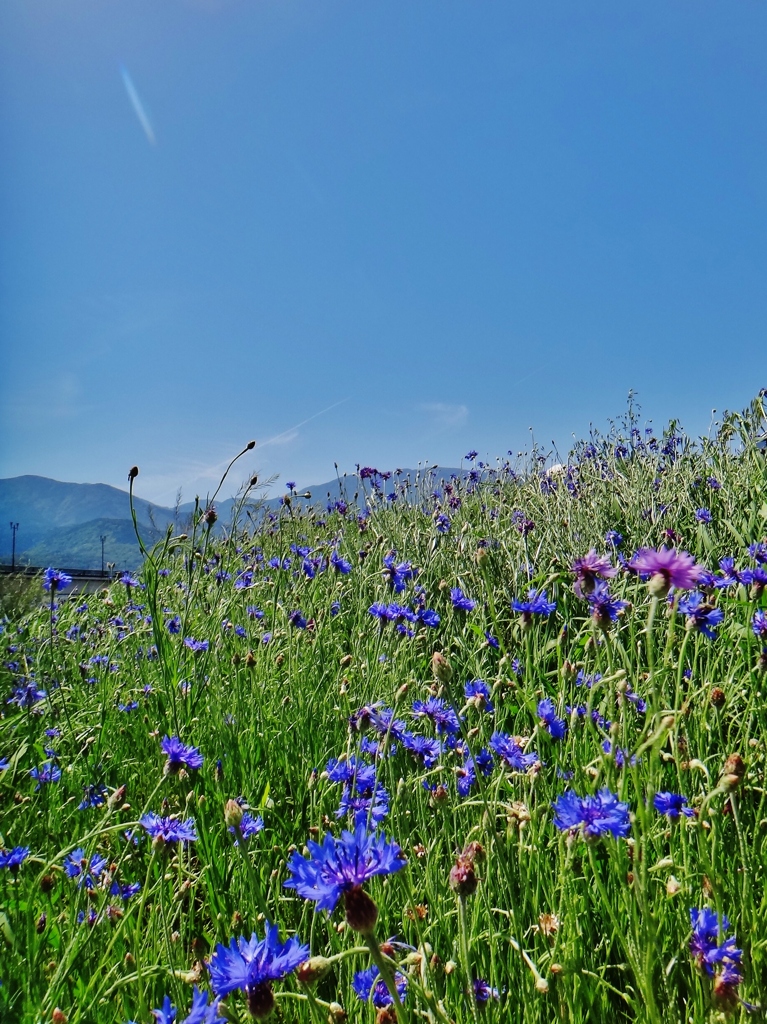 第三千五百八十九作　「はつ夏の風を思ほゆ　矢車菊の花ざかり」　山梨県市川三郷