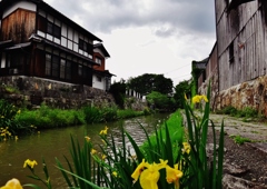 第三千九百七十八作　「堀端の　黄菖蒲揺らぐ　時雨れてきさうな」　滋賀県近江八幡