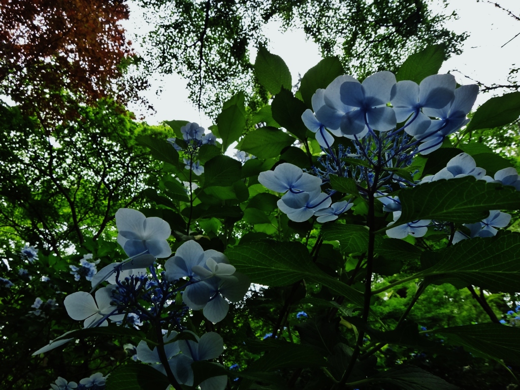 第千四百三十八作　　「思ひがけず　紫陽花の山」　東京都日野　