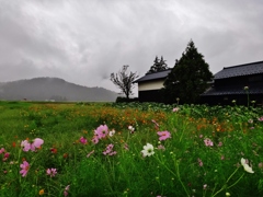 第千五百六十作　　「長雨に　ずぶぬれて　こすもすも」　福井県上庄