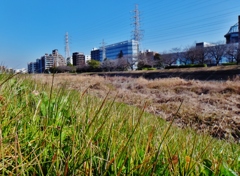 第三千百三十三作　「こころなしか　土手草すこし　萌えはじむ」　神奈川県横浜