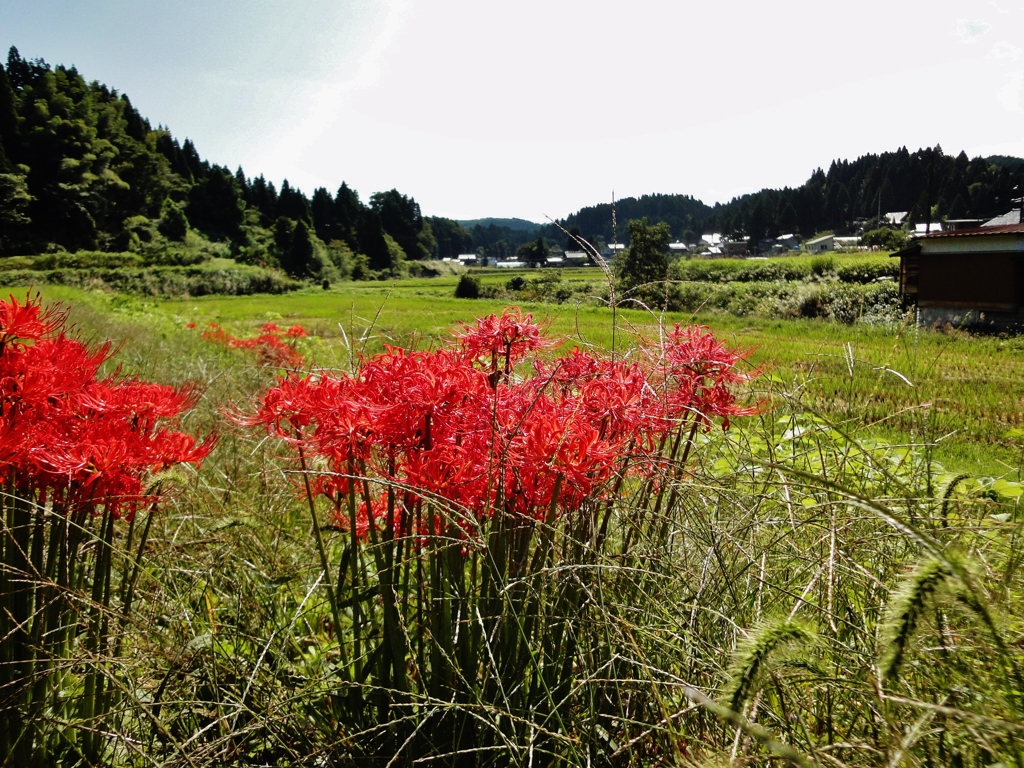 第千五百四十四作　　「野分過ぎ去り　まんじゆさげの　赤いこと」　富山県八尾