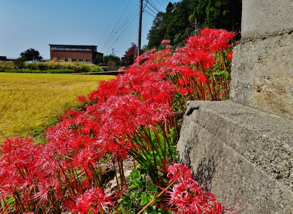 第三千七百三十四作　「腰かけて　まんじゅさげの　花ざかり」　富山県朝日
