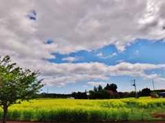 第三千五百八十一作　「大雨が　洗つて去つて　菜の花畑」　福島県浪江