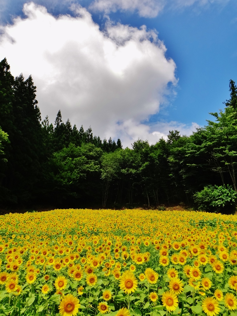 第三千三百七作　「炎天まともに　向日葵の花　眩しかり」　福島県南相馬