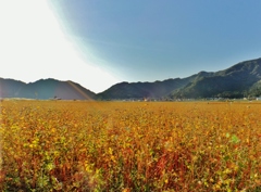 第三千三百八十六作　「枯れてうつくしい　蕎麦の実こぼるる」　福井県北大野