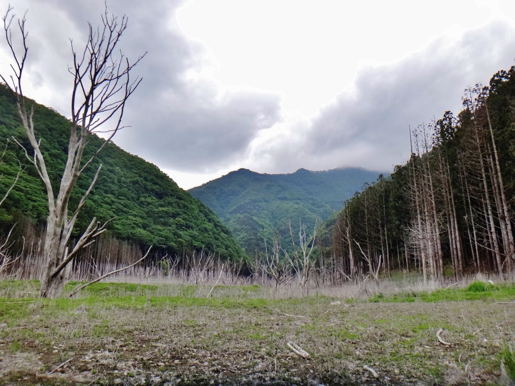 第二千百七十九作　「枯れ木　立ち枯るる　山は雨」　栃木県湯西川