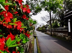 第二千百三作　「落ちついた石垣の　花つつじ添へて」　宮崎県飫肥