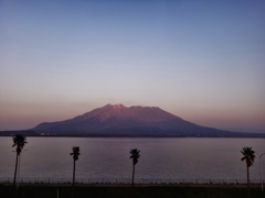 第八百七十六作　　「桜島の想ひ出を　またひとつ　残して去る」　鹿児島県鹿児島