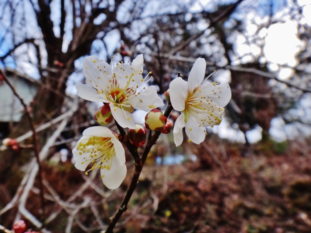 第二千二十四作　「なにやらちらほら　もう梅が咲ひてゐたのか」　神奈川県山北