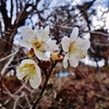 第二千二十四作　「なにやらちらほら　もう梅が咲ひてゐたのか」　神奈川県山北