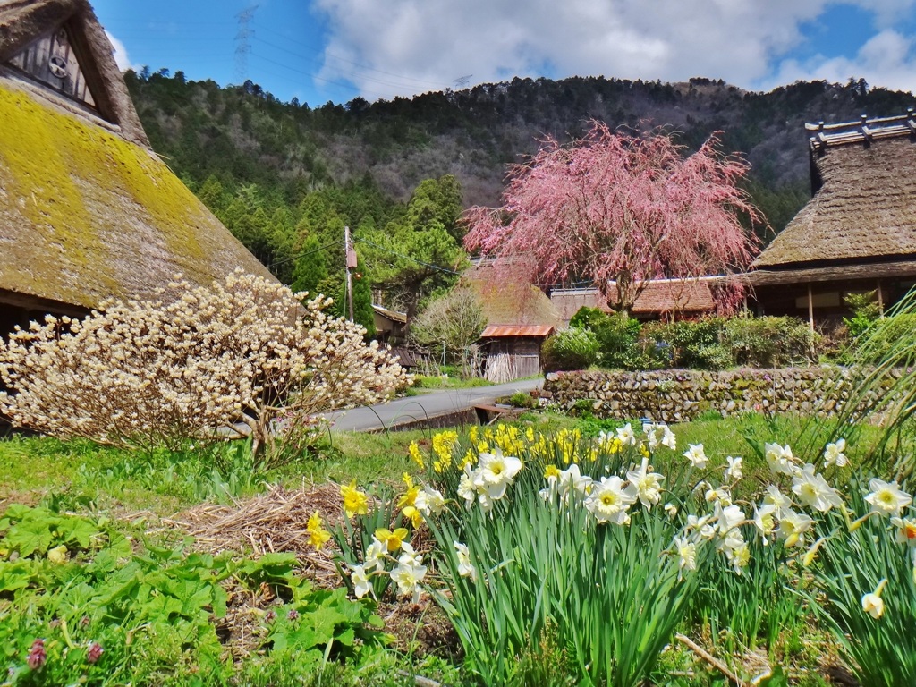 第三千百九十作　「この花や　あの花や咲く　里の春」　京都府美山