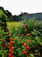 第千五百二十六作　　「じつとり　風の重たさが　ほおずきの実」　福島県白河