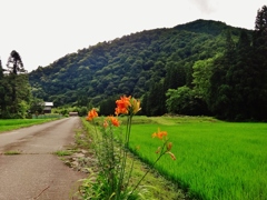 第四千三十五作　「藪萱草　ここにも咲くや　田を見詰む」　福井県伊月