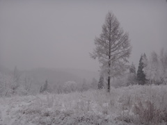 第千二百六十三作　　「木も草も　なんもかも雪に　凍えるおのが掌」　秋田県木地山