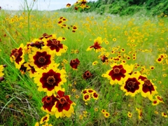 第千八百二十五作　　「川原いちめん　その花は　外来の花といふ」　静岡県竜洋