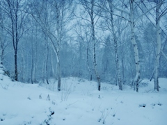 第三千八百七十三作　「白樺林　雪踏む音の　いやに大きく」　秋田県湯沢