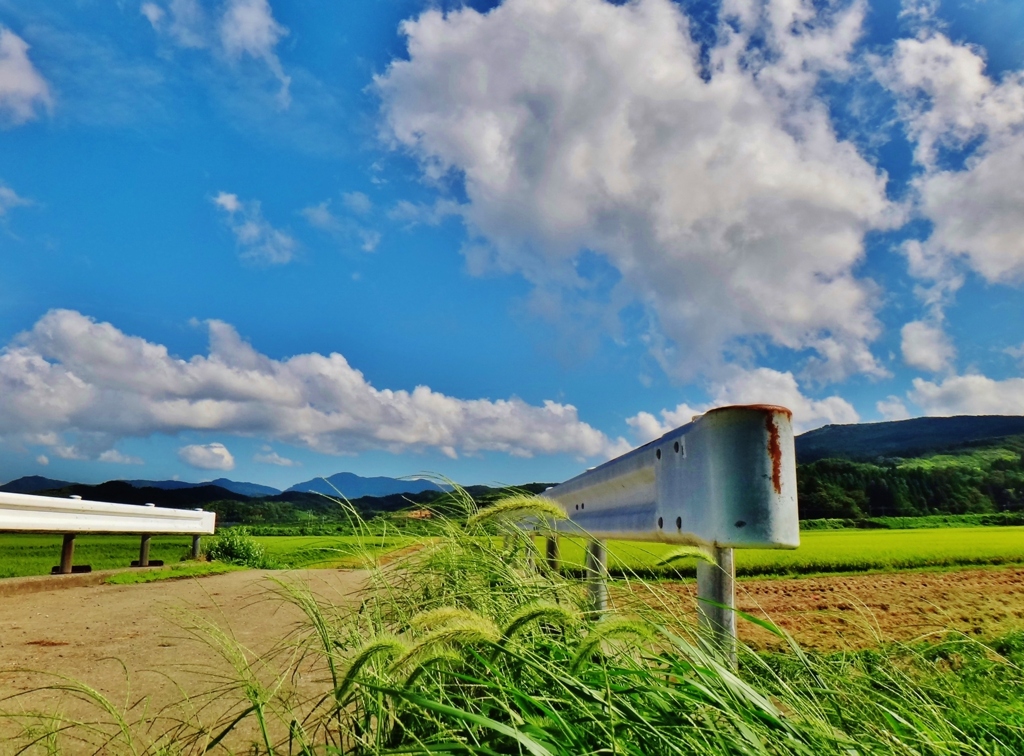 第三千三百三十八作　「傍らの　ゑのころ草に　風の行先を」　山形県鶴岡