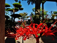 第千五百四十一作　　「お墓したしく　お彼岸の花」　山口県防府