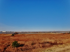 第千六百七十八作　　「枯れ野　蒼空に陰りなし」　静岡県磐田