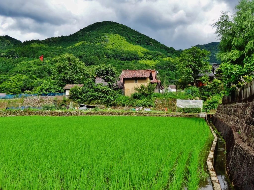 第二千九百十七作　「躓きて　稲の背丈に　夏を知り」　島根県津和野