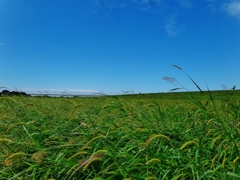 第千百六十四作　　「草臥れて　寝転んで　草の空」　茨城県古河