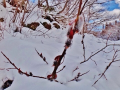 第二千七百九十七作　「めめんこや　春はまだかと　雪んなかから」　福井県和泉