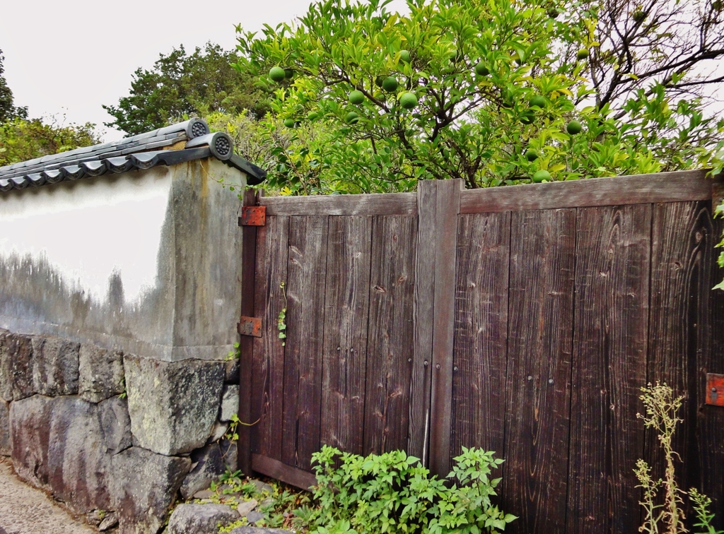 第三千七百四十作　「青柑子　ふと思い出す　あんたの面影」　山口県萩