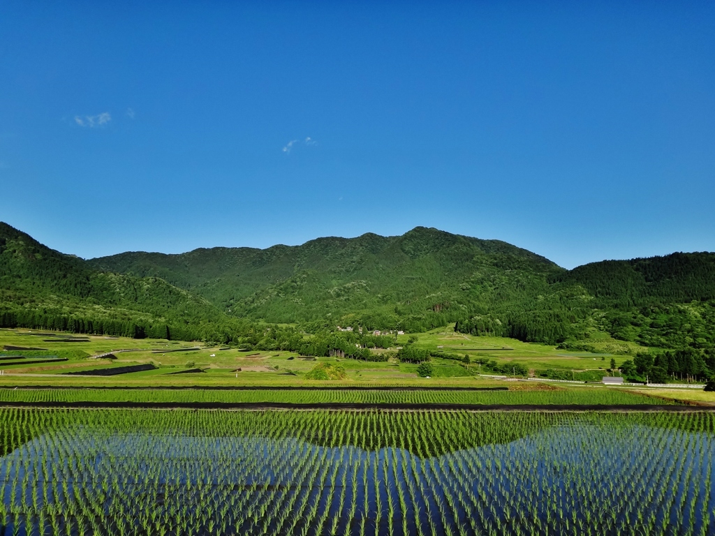 第千六十三作　　「畦に腰を　かまきりの仔や　すいつちよの仔や」　福井県阪谷