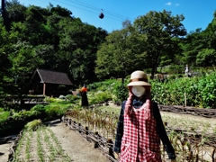 第八百三十一作　　「穏やかなる　案山子に映る　青空晴々」　兵庫県神戸