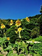 第千百七作　　「雲一つない　ひまわり　諸手あげてゐる」　千葉県三芳