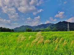 第三千六百九十四作　「荒れ野すすきが　すこし秋めく　虫のこゑ」　福島県大熊