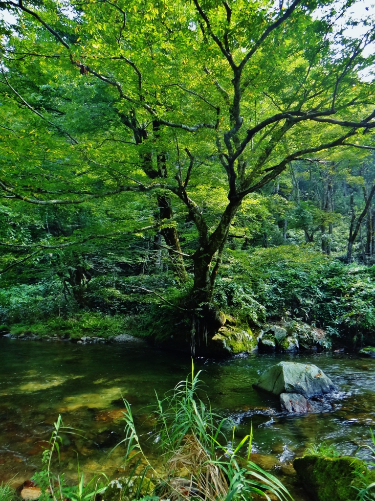 第三千七百十六作　「樹々に抱かる　清い流れに　暑さ逃がさる」　福井県大納