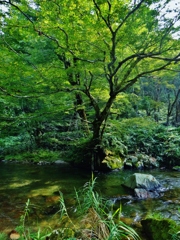 第三千七百十六作　「樹々に抱かる　清い流れに　暑さ逃がさる」　福井県大納