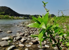 第千四百二十三作　　「のびのび　新芽のびあがる」　静岡県二俣