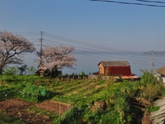 第千三百六十二作　　「春かすみ　風もないのに　さくらひらひら」　長崎県大村