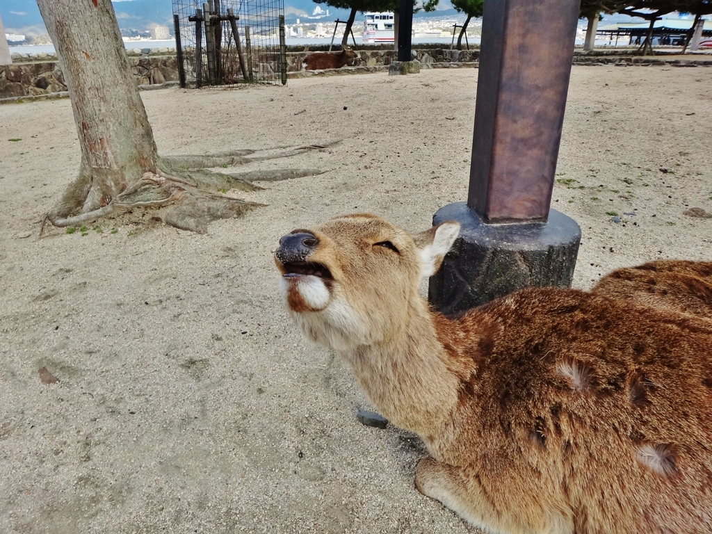 第二千八十六作　「春ららら　お宮の鹿も　眠たかろ」　広島県宮島