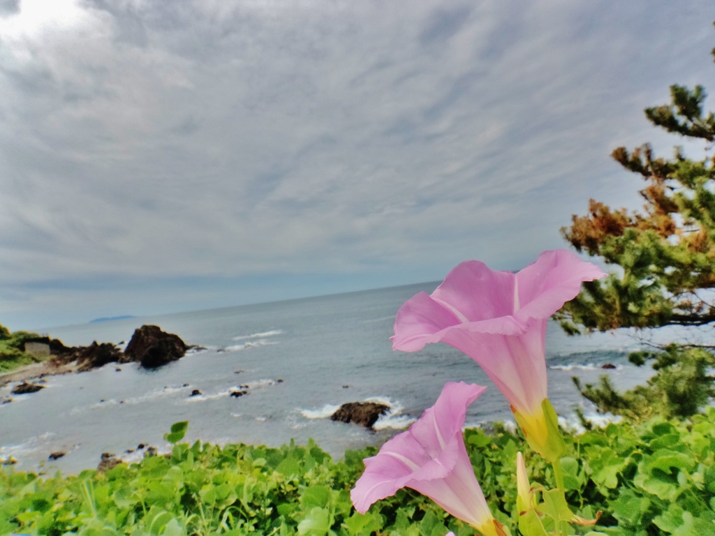第千百十五作　　「折りかさなつて　ひとつふたつ　ひるがおの花」　山形県鶴岡