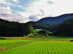 第三千三百二十二作　「田を抜ける　風が運んで　山のかなかな」　山形県鶴岡