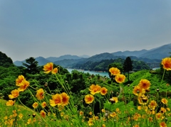 第二千八百八十七作　「風がでて　吹かるるままの　花の気丈夫」　神奈川県相模原