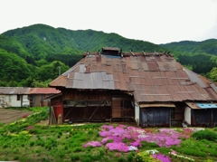 第千五十六作　　「あばらや　あれはてて　はなざかり」　秋田県湯沢