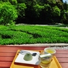 第三千九百六十六作　「茶畑渡る　風に吹かれて　新茶を飲む」　高知県池川