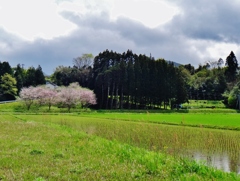 第二千八百二十四作　「植えてほつかり　田の面眺める　翁の背」　宮崎県飫肥